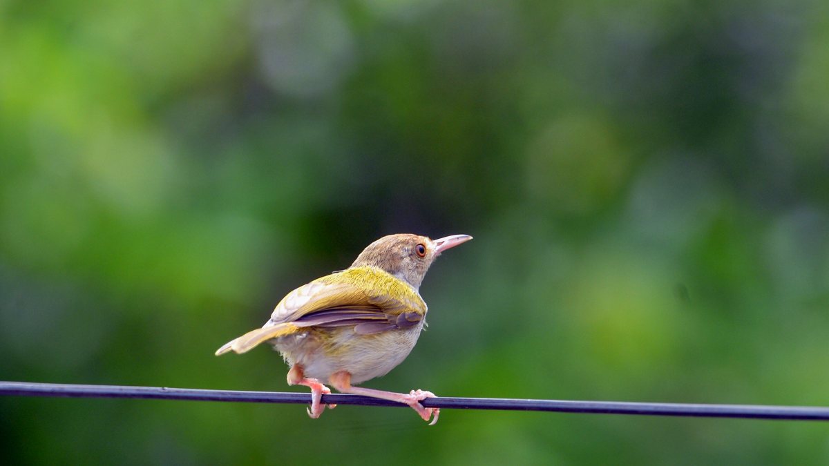 Common Tailorbird perches on wire in Siliguri