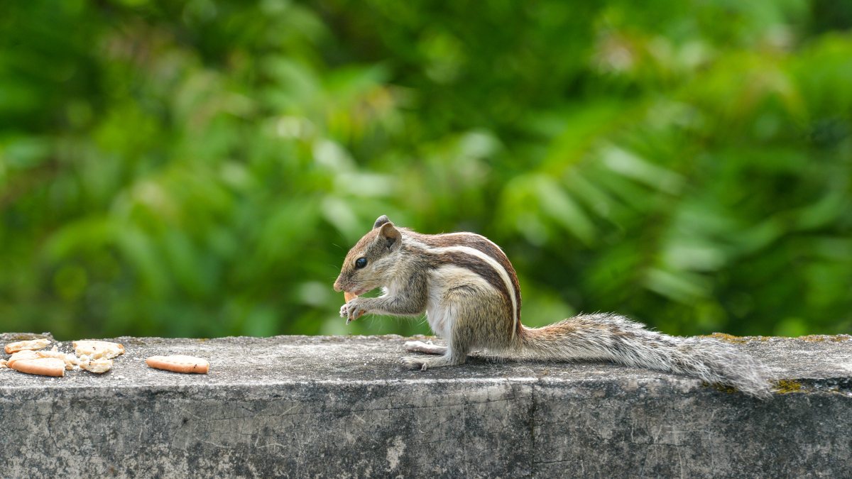 Squirrel munches biscuits on Siliguri wall