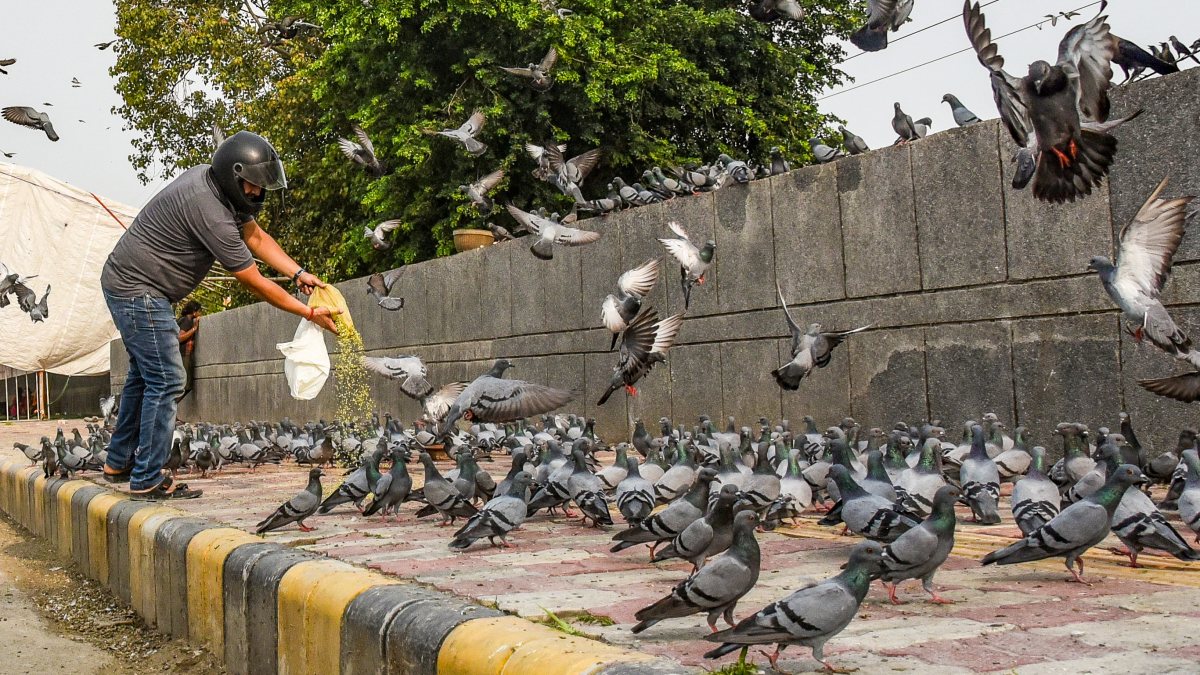 Man feeds pigeons in New Delhi on Sunday morning