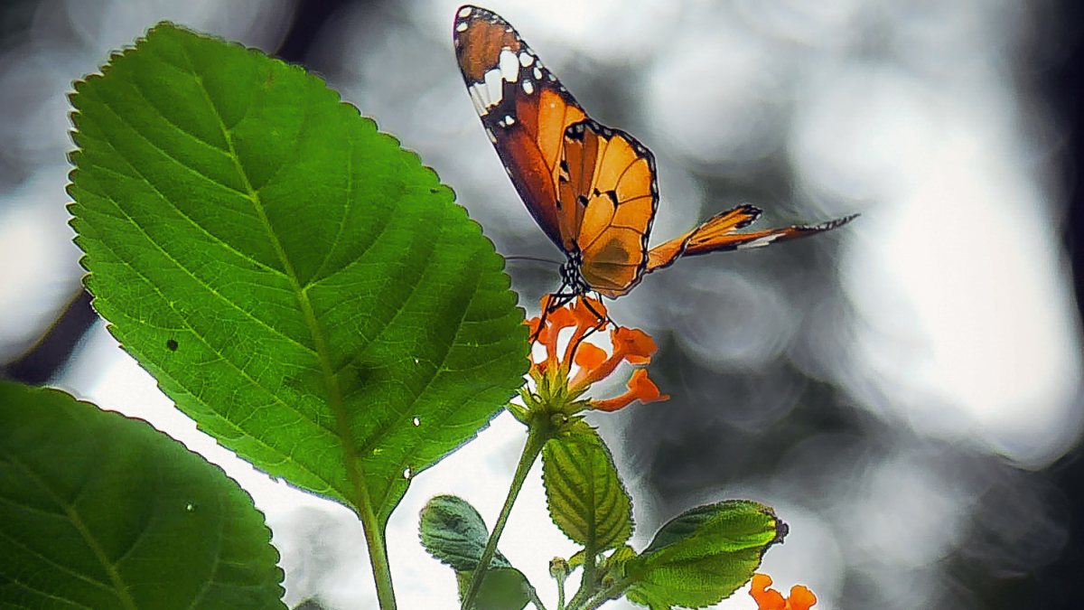 Butterfly gathers nectar from flower in New Delhi