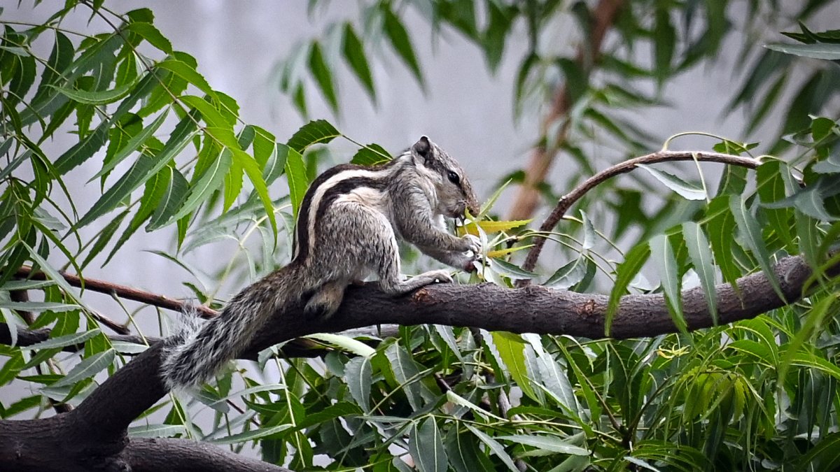 Squirrel nibbles leaves on tree branch in New Delhi
