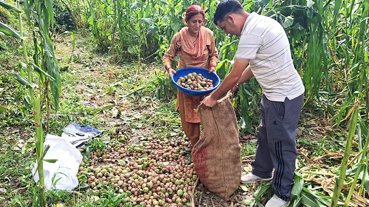 Local farmers collect walnuts a walnut harvesting begins at Bani area using…