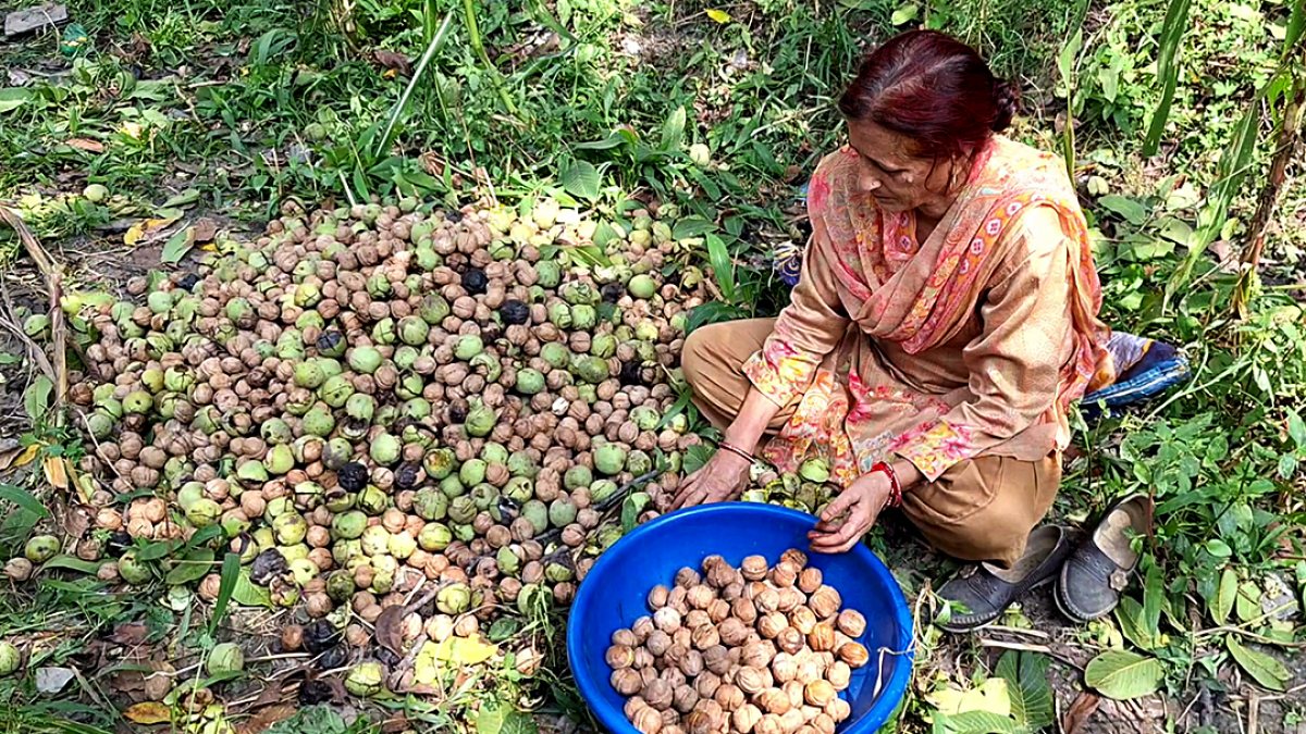 Walnut harvest begins in Kathua with traditional methods