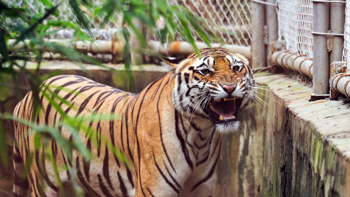 Tiger roars inside enclosure at Nagpur zoo