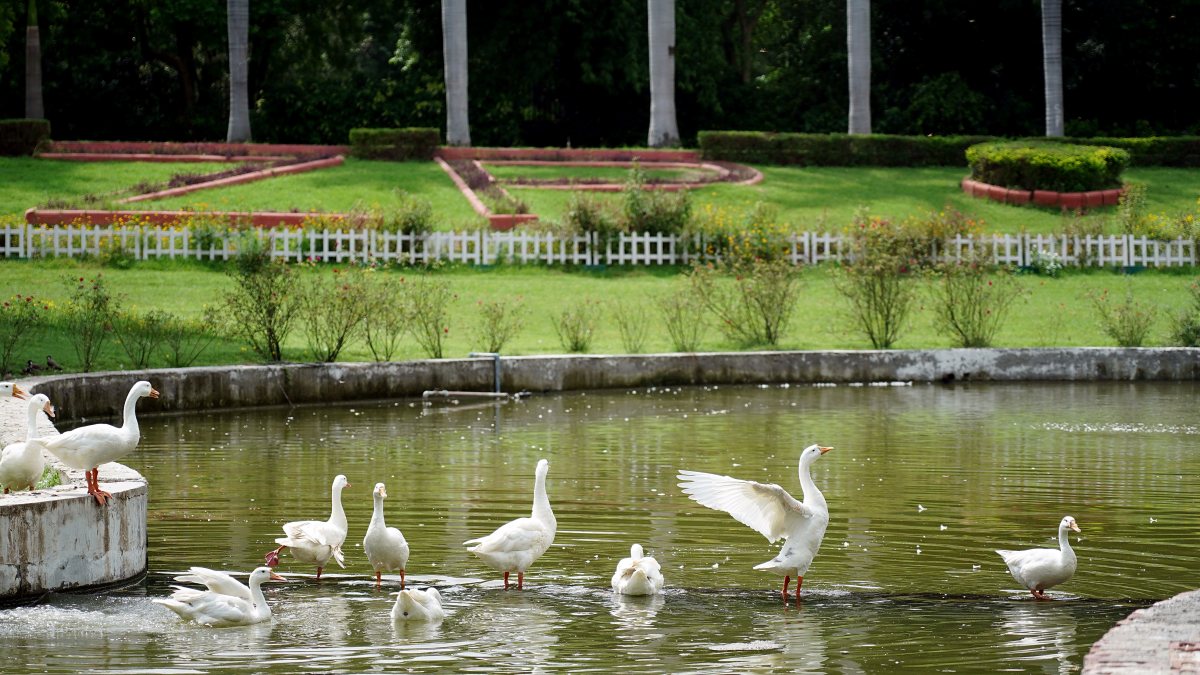 Ducks frolic in pond at Delhi zoo