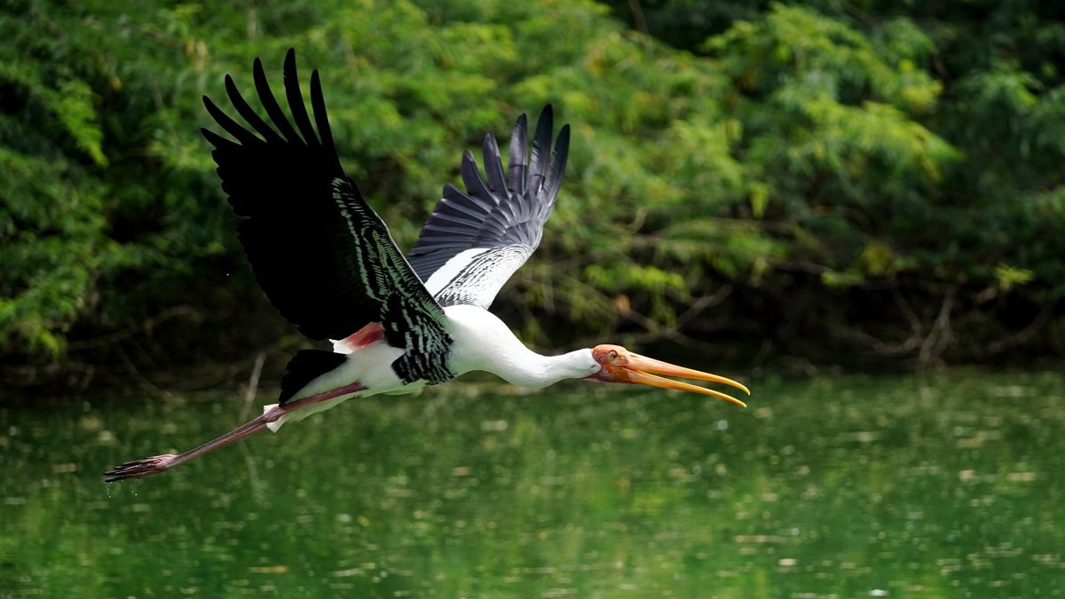 Rosy pelican spreads wings at Delhi zoo