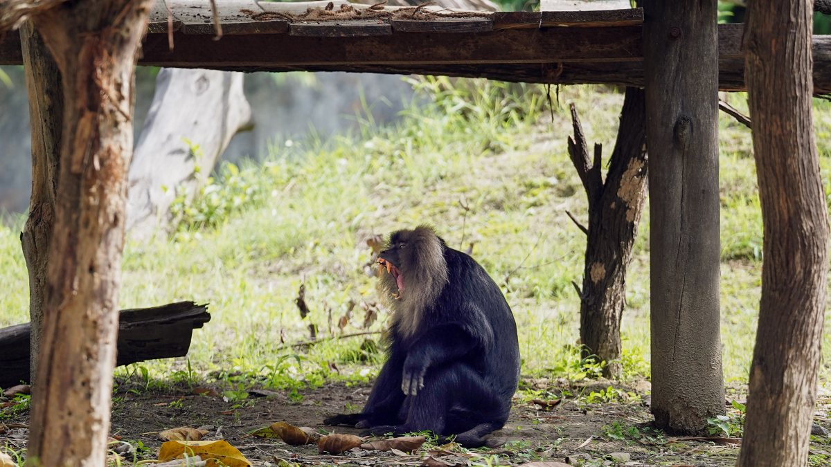 Lion-tailed macaque bares teeth at Delhi zoo