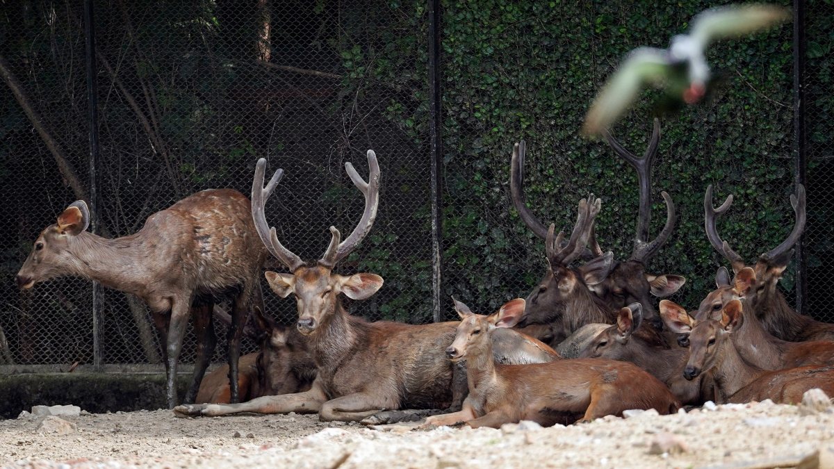 Sambar deer herd rests at Delhi zoo enclosure