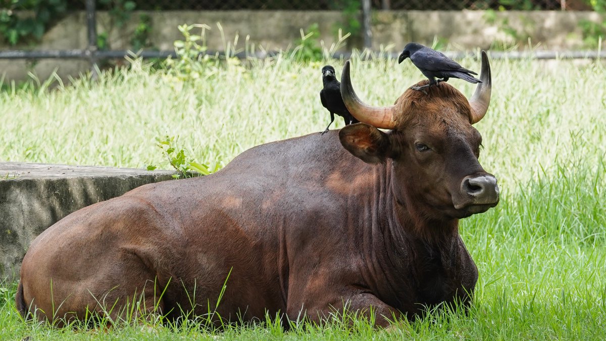 Indian Gaur rests at Delhi zoo enclosure