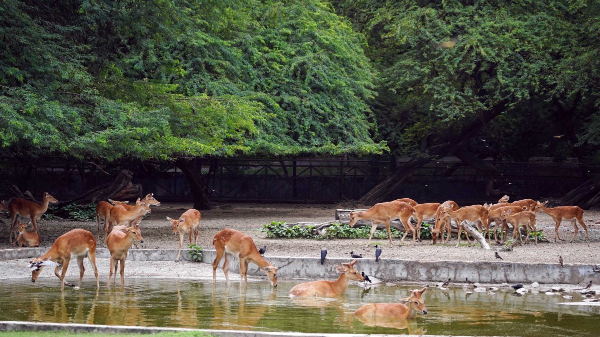 Brow antlered deer herd cools off in Delhi zoo pond