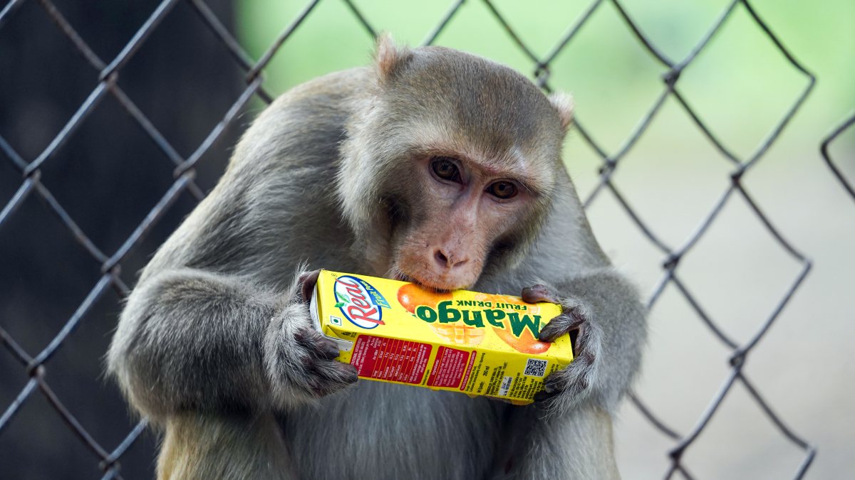 Monkey enjoys mango juice at Delhi zoo