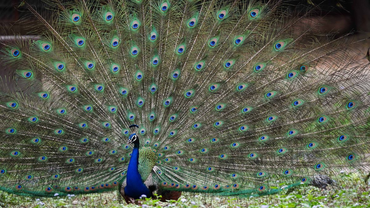 Peacock displays feathers at Delhi zoo