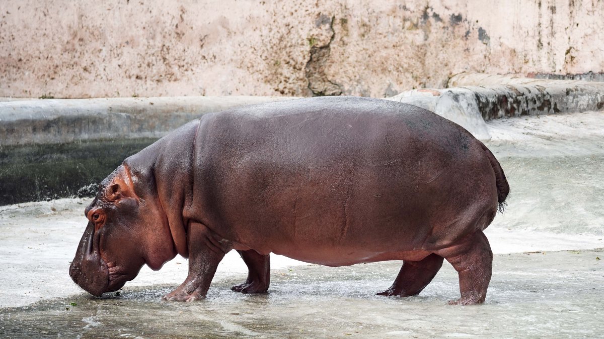 Hippopotamus cools off with a drink at Delhi zoo