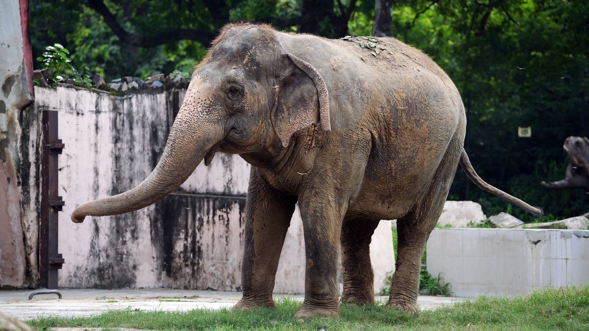 Elephant enjoys a splash in its enclosure at Delhi zoo