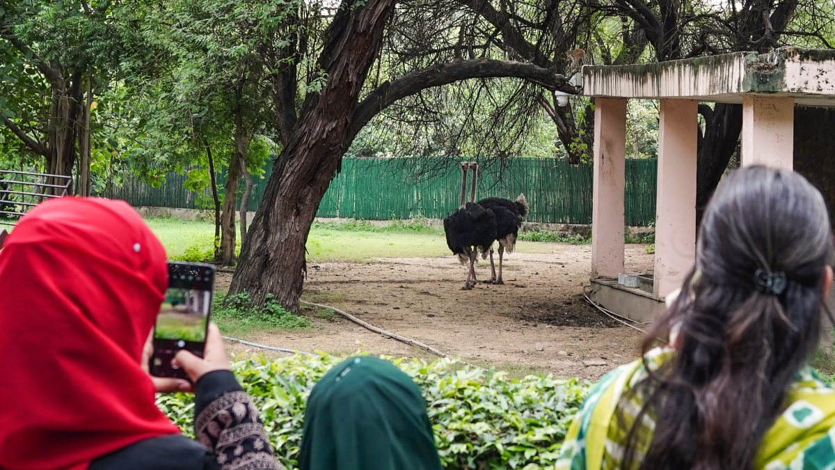 Ostriches seen at Delhi zoo enclosure