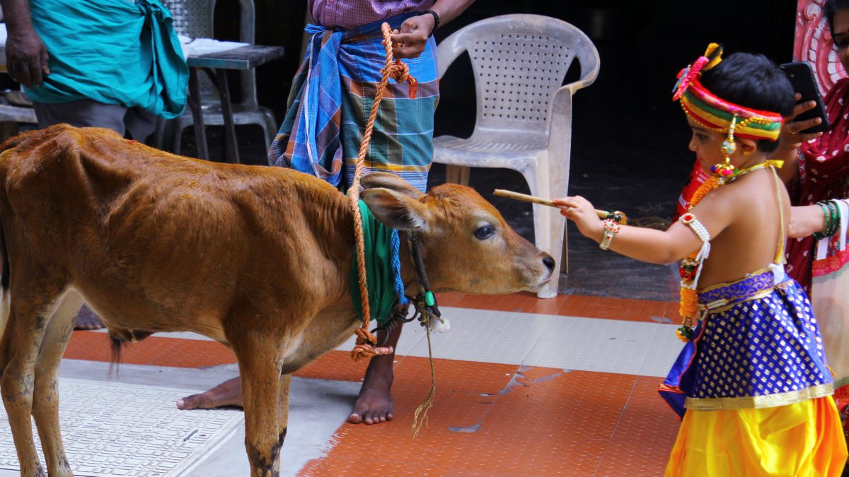 Krishna devotee child plays with calf ahead of Janmashtami in Chennai