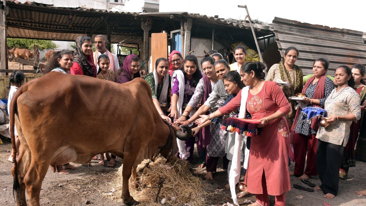 Women perform rituals for cow welfare on Bahula Chauth Vrat in Surat
