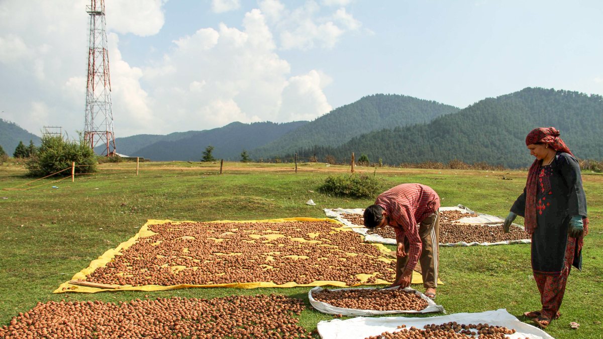 Farmers dry harvested walnuts in Anantnag village