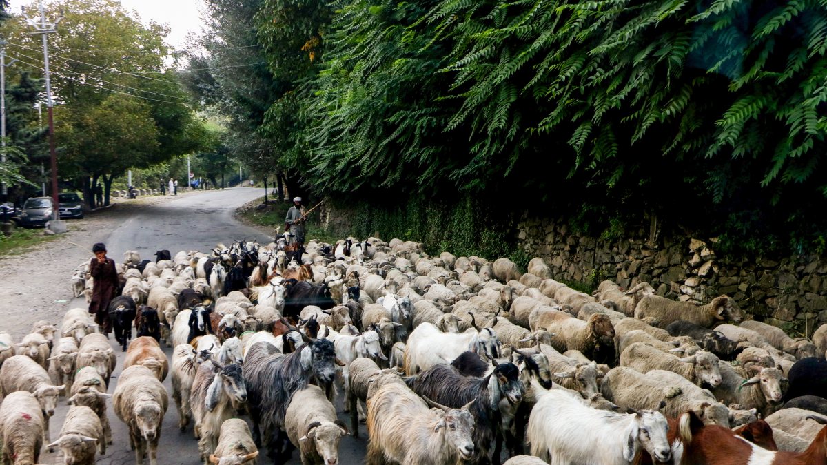 Shepherd guides flock along Pahalgam road in Anantnag