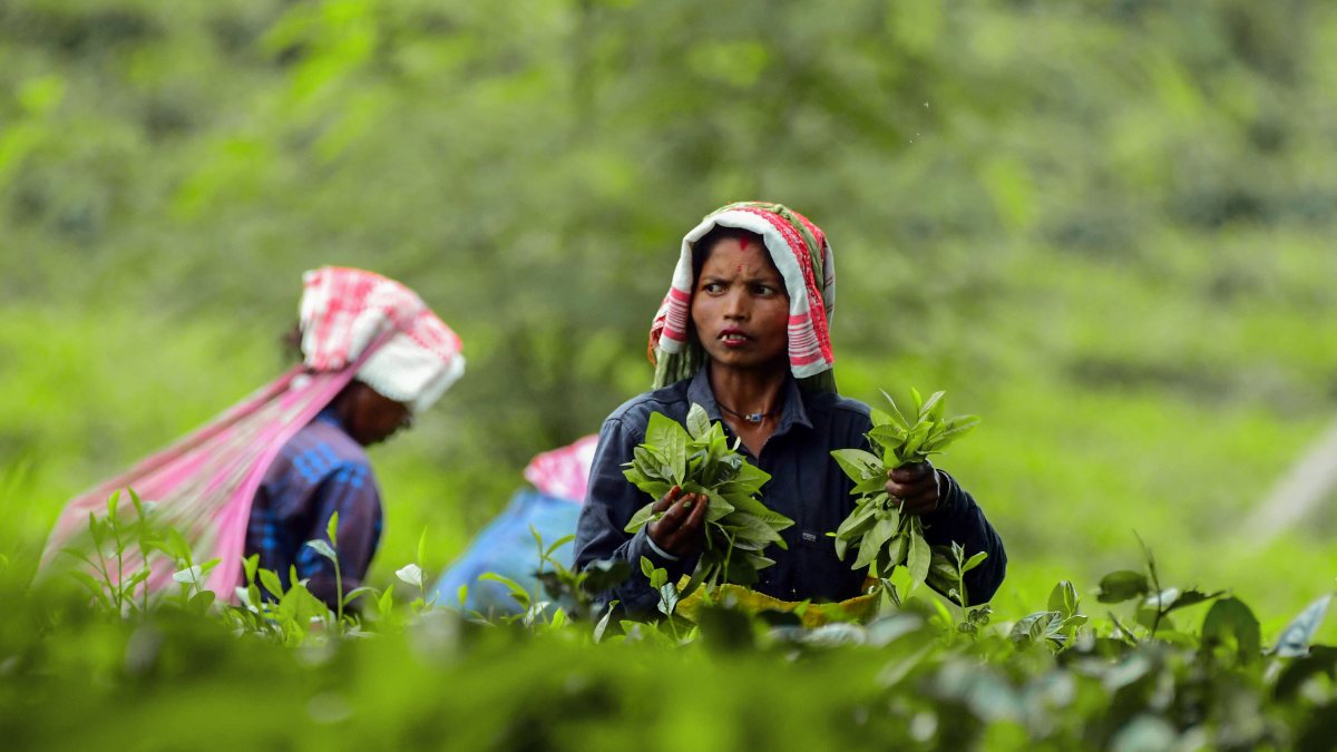 Assam tea garden worker plucks fresh leaves in Nagaon