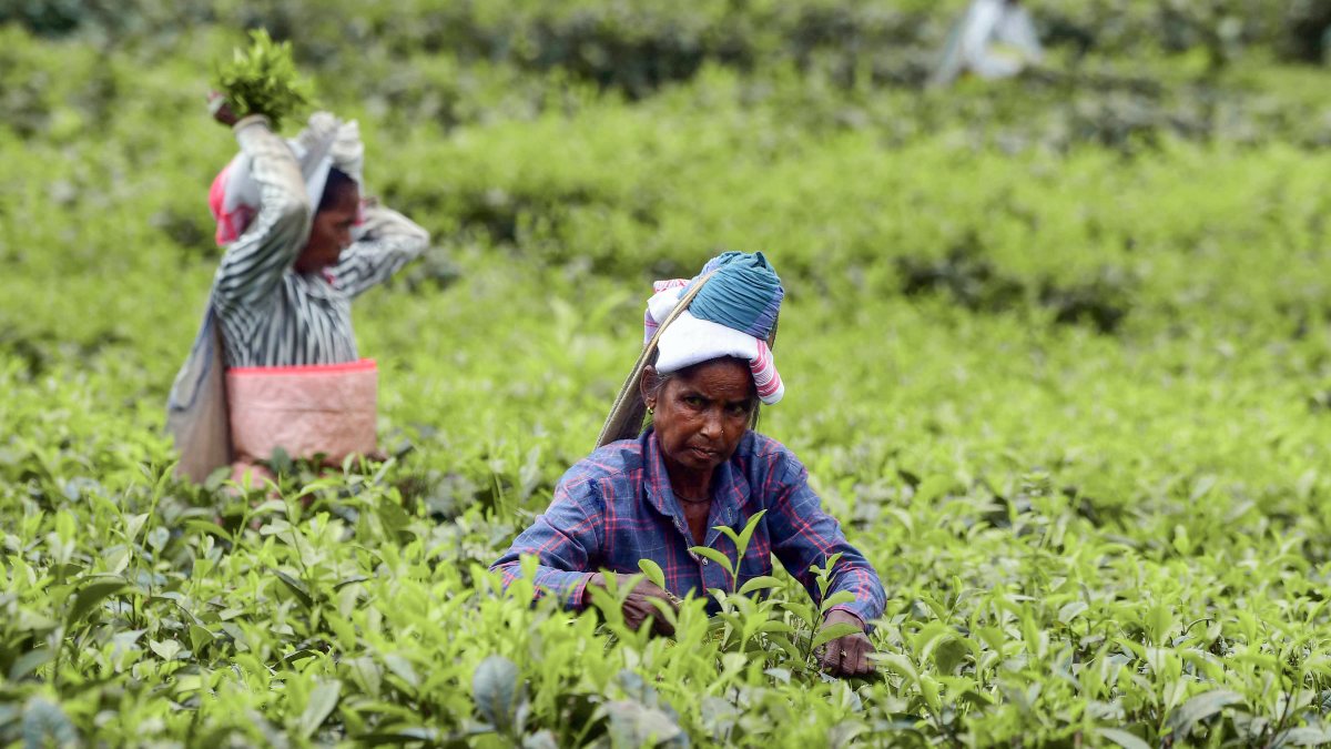 Assam tea garden worker plucks fresh leaves in Nagaon