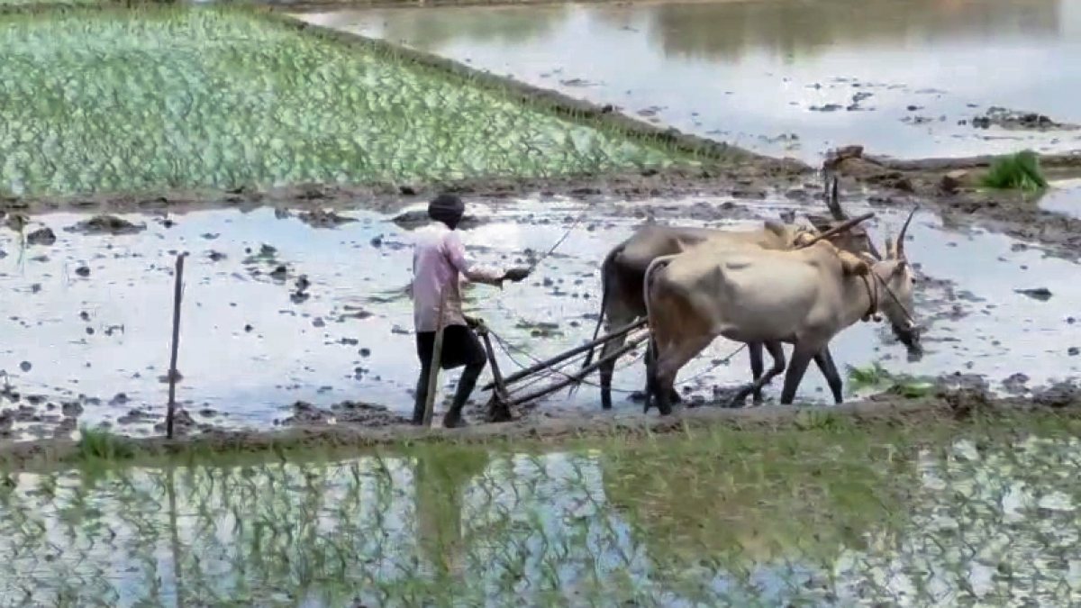 Farmers defy appeal, prepare fields for paddy amid water crisis