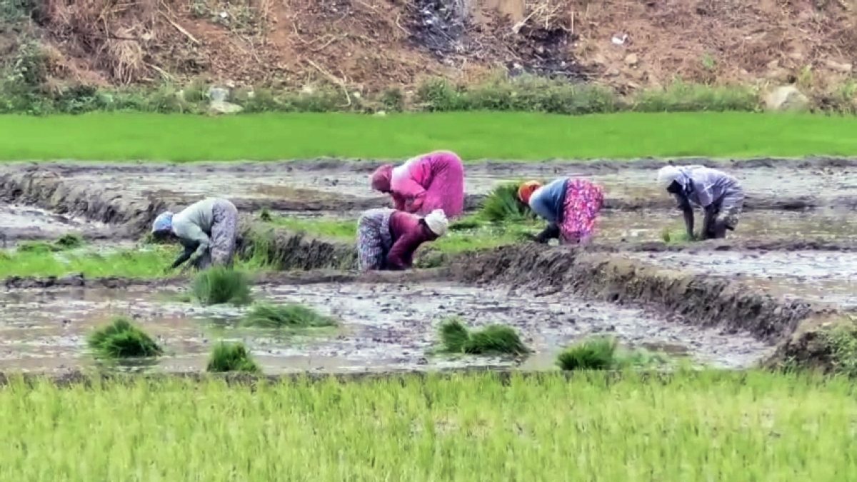 Farmers plant paddy amid water shortage in Mandya