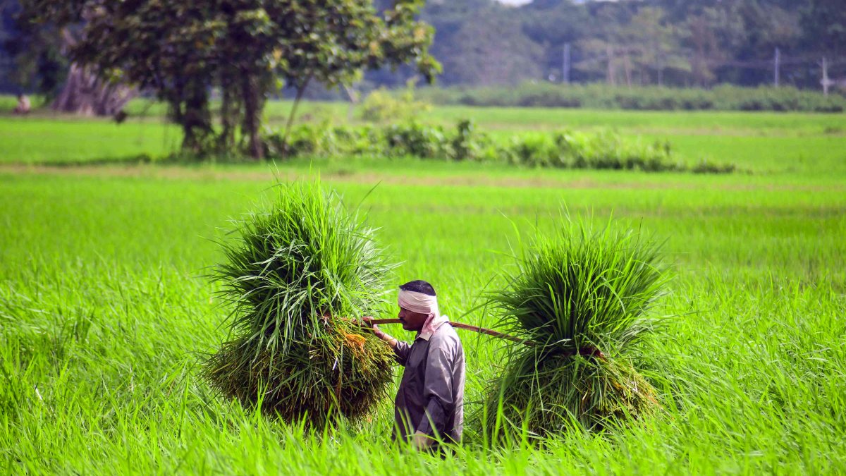 Assam farmer carries animal feed through fields in Nagaon