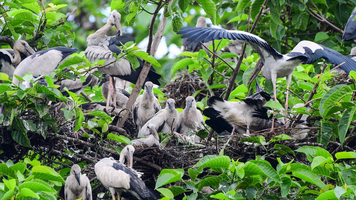 Adult openbill storks nest with chicks in Nagaon tree