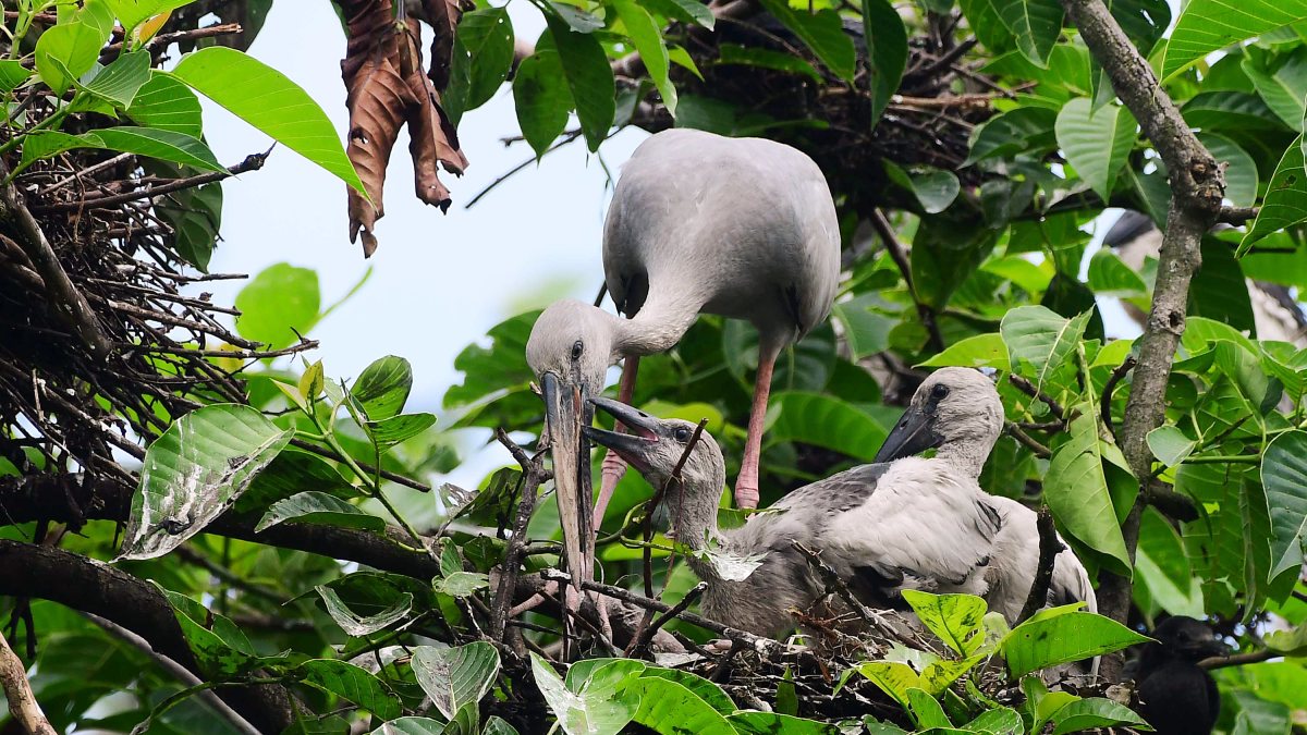Adult openbill storks perch with nestling atop tree in Nagaon