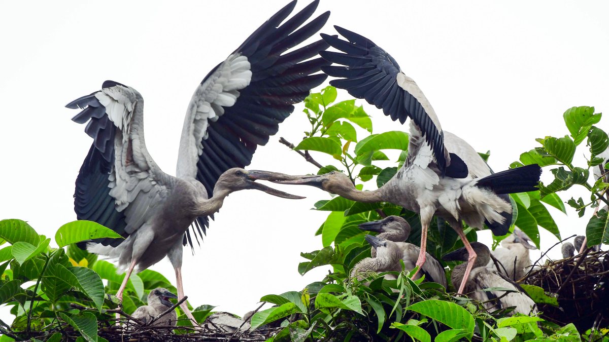 Assam's Nagaon sees adult openbill storks with nestlings in treetop nest