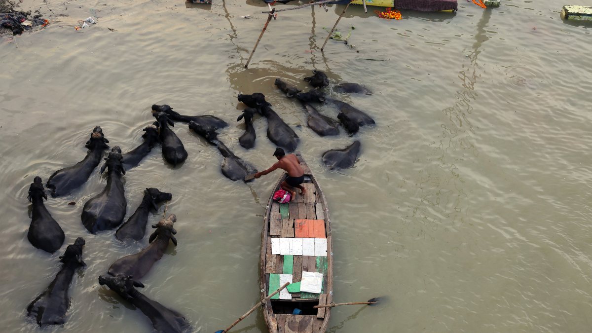 Aerial view shows buffaloes wading through flooded Sangam
