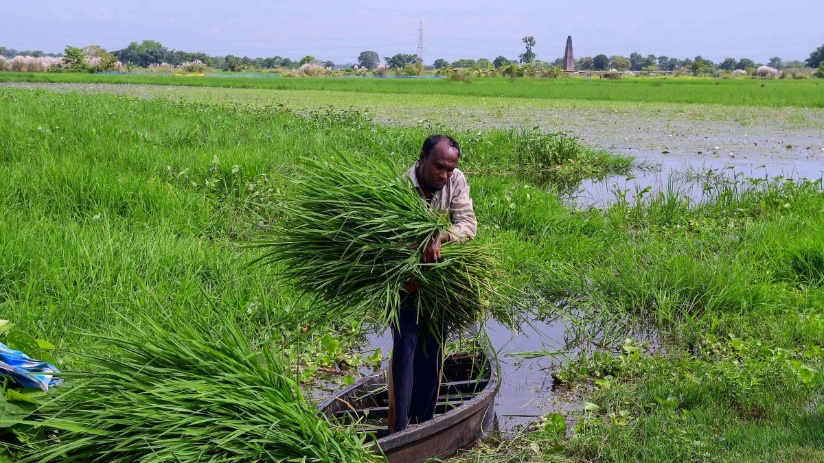 Farmers collect fodder by boat in flood-hit Morigaon