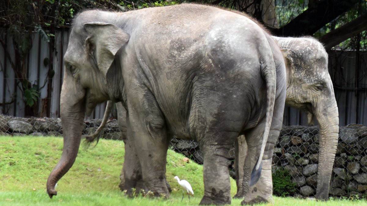 Elephants graze at Alipore Zoo in Kolkata