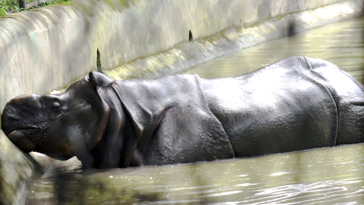 Rhino cools off in water at Alipore Zoo in Kolkata
