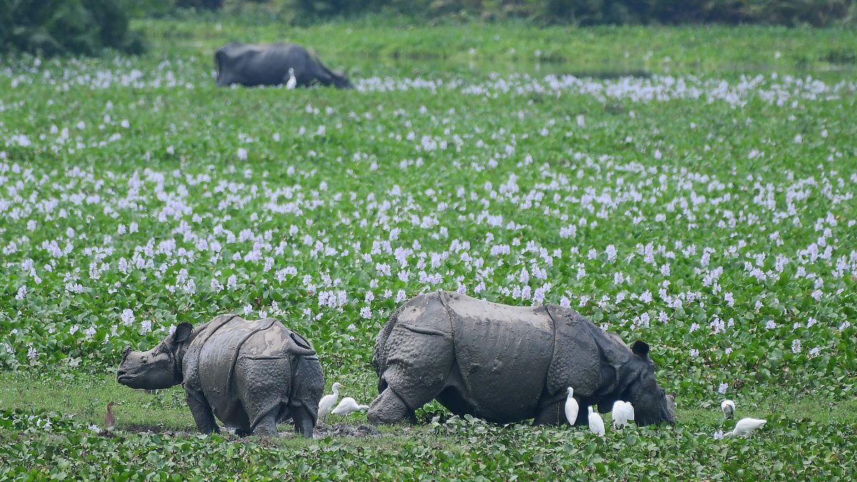 One-horned rhinos graze at Kaziranga National Park