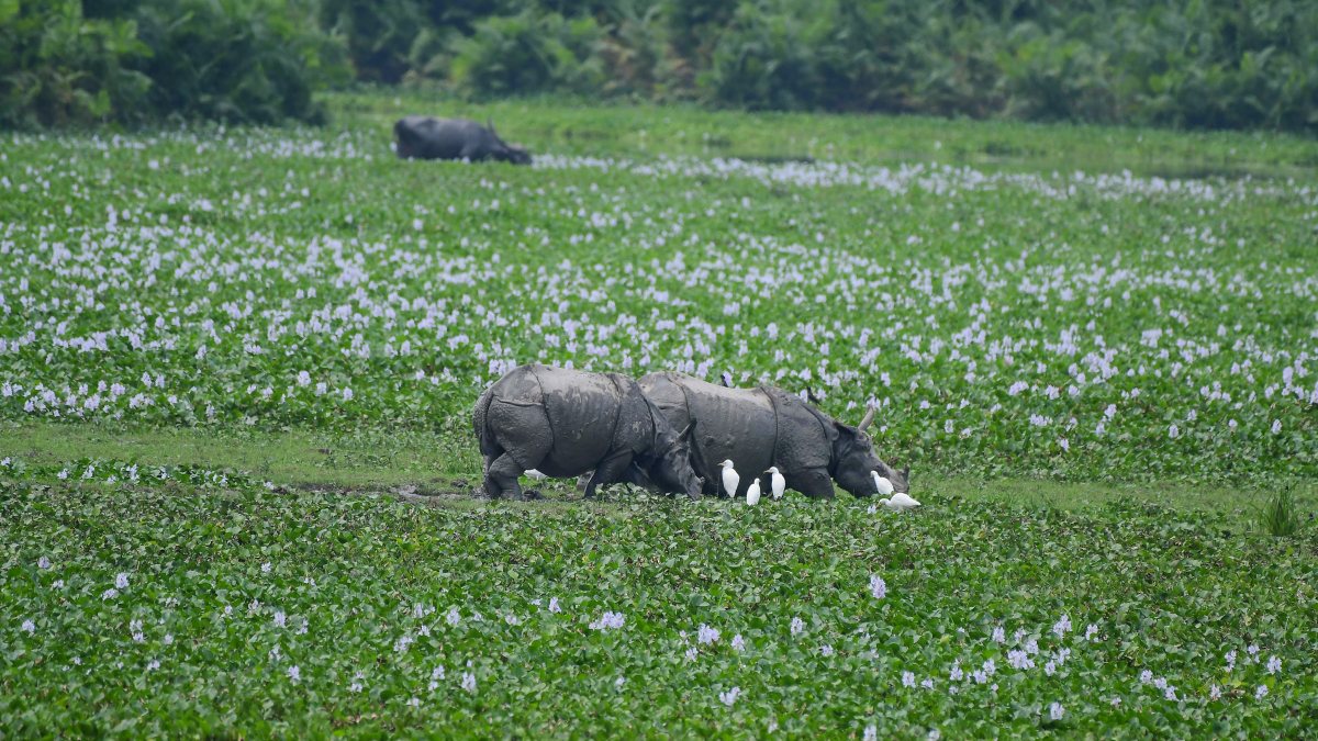 One-horned rhinos graze in Kaziranga National Park