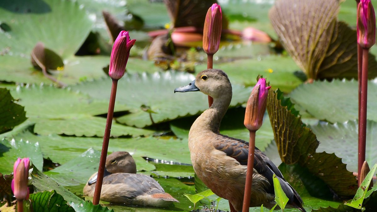 Lesser whistling ducks rest on Nagaon pond