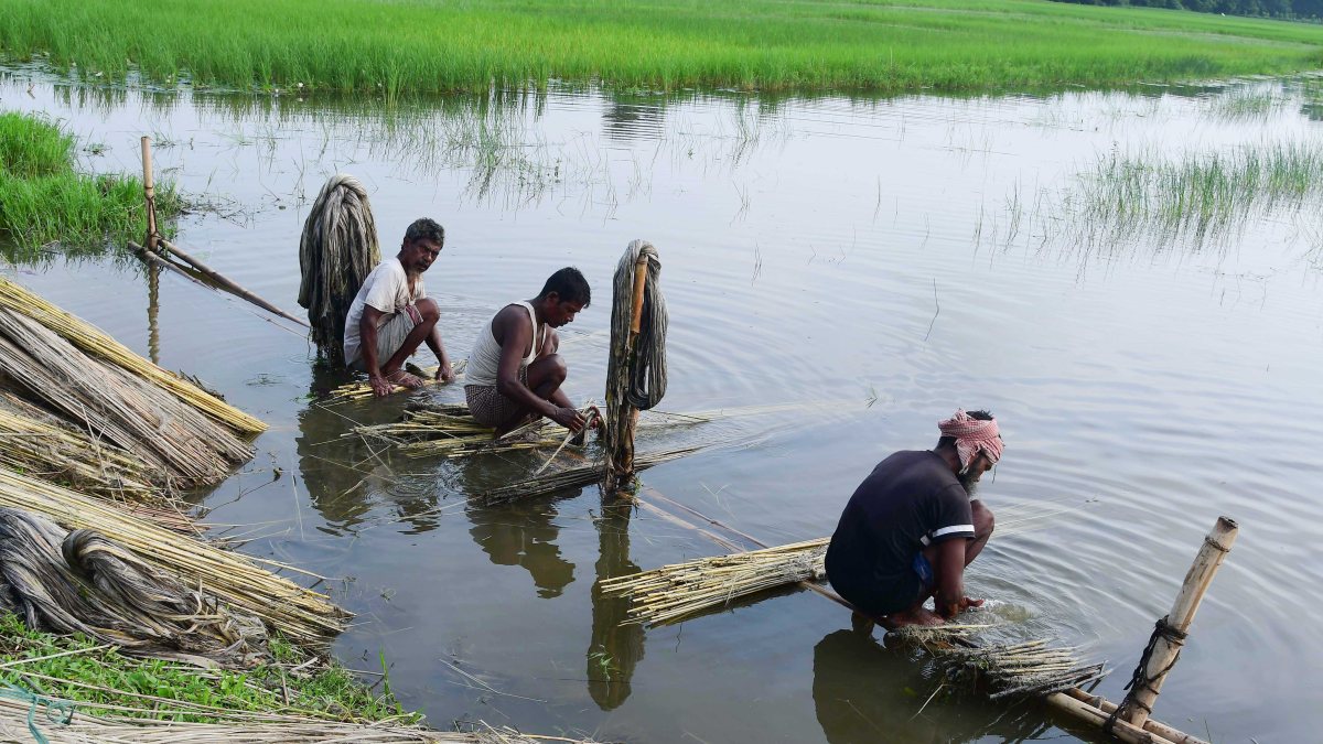 Assam farmers extract jute fibers from decomposed plants