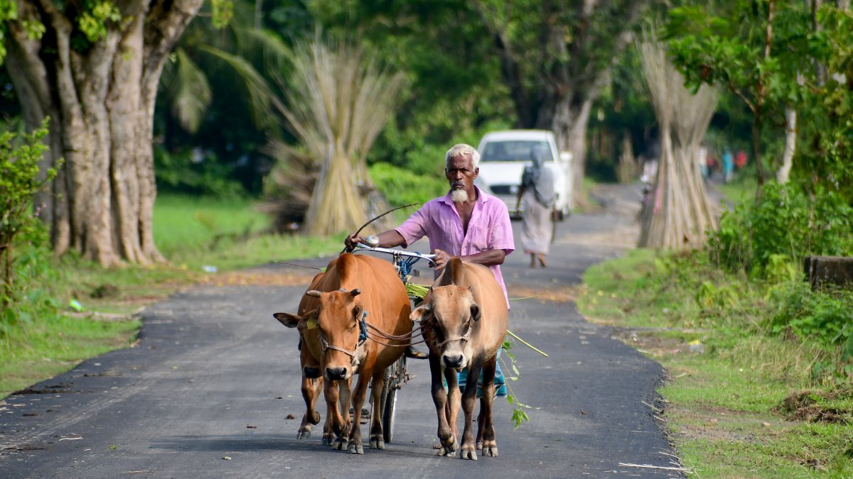 Flood-hit Assam farmer wades with cattle in Nagaon