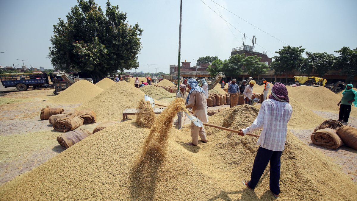 Paddy arrivals begin at Amritsar grain market