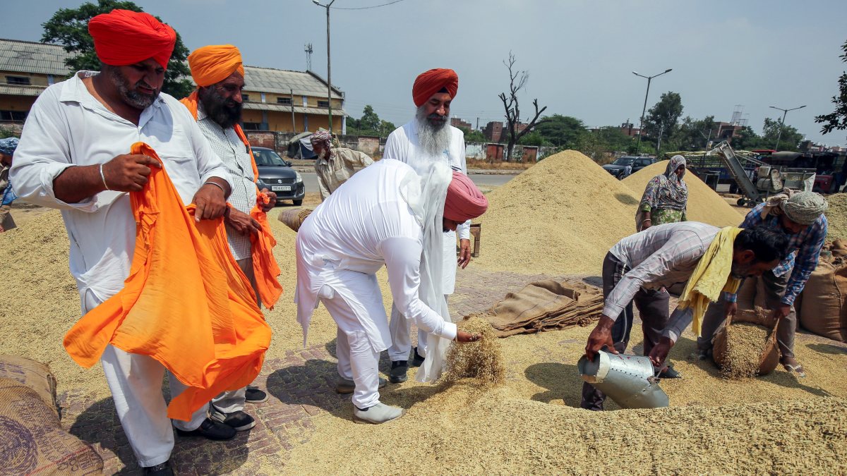 Fresh paddy arrivals begin at Amritsar grain market
