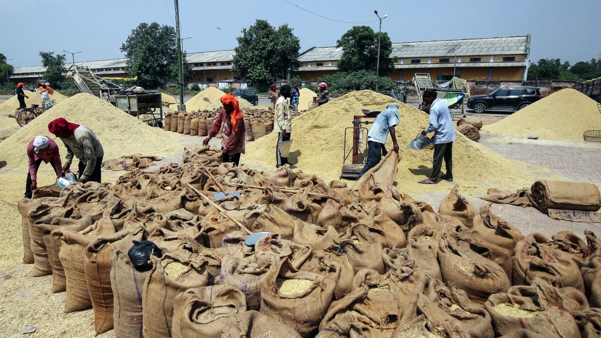 Paddy arrivals begin at Amritsar grain market