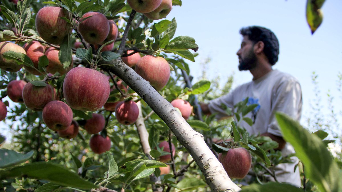 Apple harvest begins in Anantnag orchards