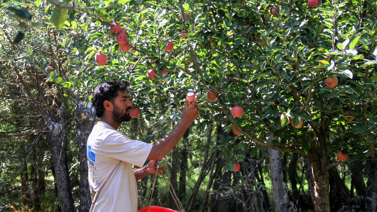 Kashmir apple harvest peaks in Anantnag orchards