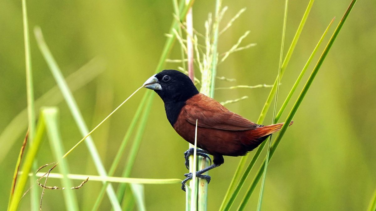 Chestnut Munia gathers nesting thread in Assam sanctuary