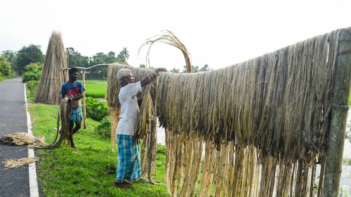 Assam farmers dry jute fiber along roadside