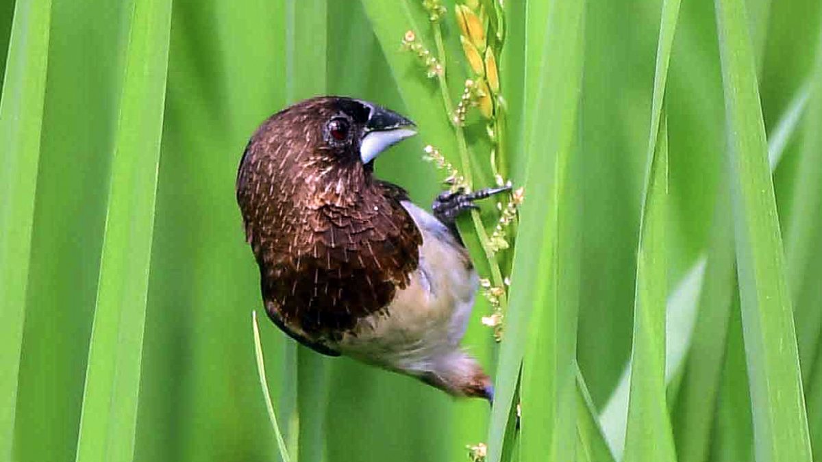 Munia bird feeds on rice in Assam paddy field