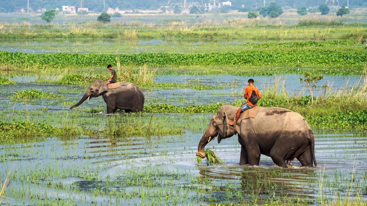 Elephants patrol Pobitora sanctuary to track stray rhinos