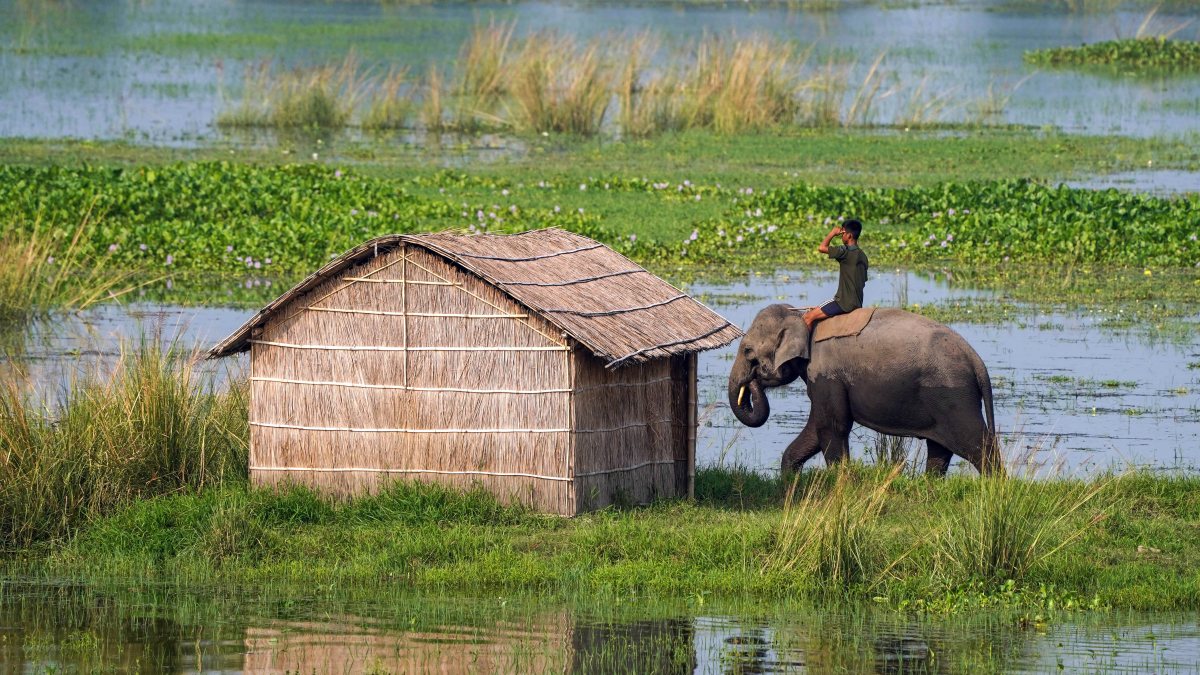 Mahout patrols on elephant to track stray rhino in Assam